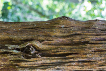 texture of bark wood