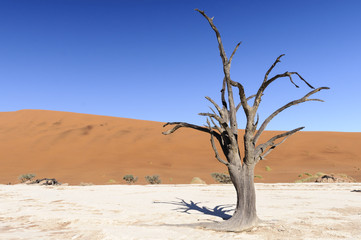 Dead acacia trees and dunes in the Namib desert / Dunes and dead acacia trees in the Namib desert, Dead Vlei, Sossusvlei, Namibia, Africa.