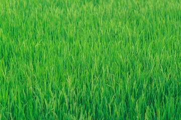 Rice field wallpaper background 