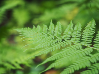 Fern in the forest