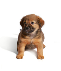 brown puppy isolated on white