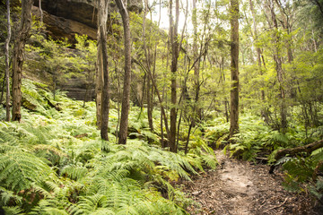 Nature in Blue Mountains national park