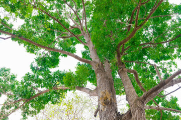 big tree trunk and branch leaf beautiful in the forest, bottom view with copy space add text
