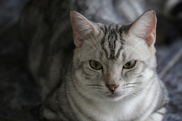 Image of a lovely cat. Pet Animal.