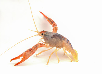 procambaraus clarkii ghost