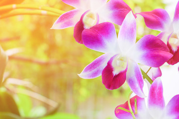 Obraz na płótnie Canvas purple orchid flower beautiful. blur background with copy space add text