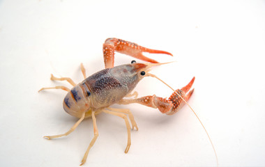 procambaraus clarkii ghost