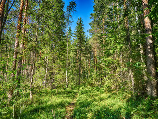 Fototapeta premium Road in the forest