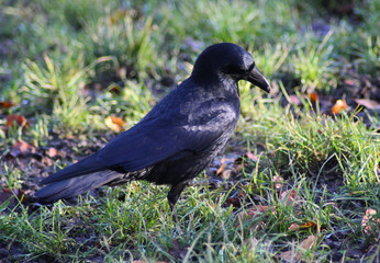 Black crow