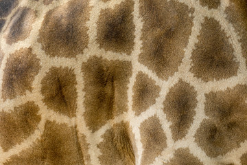 Genuine leather skin of giraffe with light and dark brown spots.