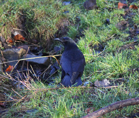 Black crow