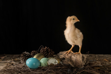 easter eggs and baby chick in a nest