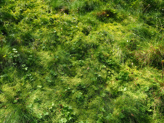 Grass in the forest