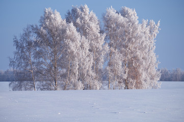 Birch trees under hoarfrost in snow field in winter season