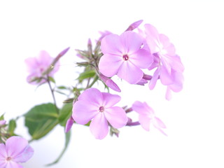 Fototapeta na wymiar Flowers phloxes on white background
