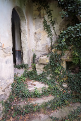 Overgrown steps to abandoned building.