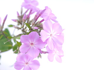 Fototapeta na wymiar Flowers phloxes on white background