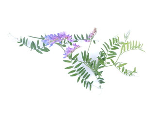 Fototapeta na wymiar Flowers of pea on white background
