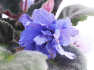 Violet in a pot on a white background