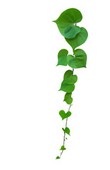 Heart shaped green leaf vines isolated on white background, clipping path included.