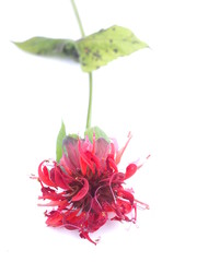 Bergamot flowers on white background