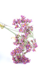 Yarrow flowers on white background