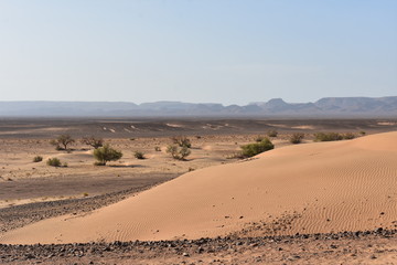 DESERT MAROCAIN