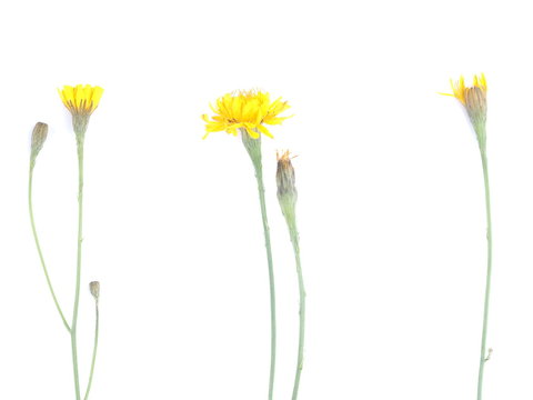 St. John's wort flowers on a white background