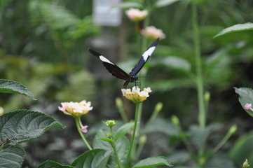 Schmetterling