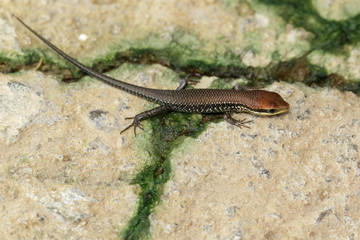 Obraz premium Image of a common garden skink (Scincidae) on the floor. Reptile Animal
