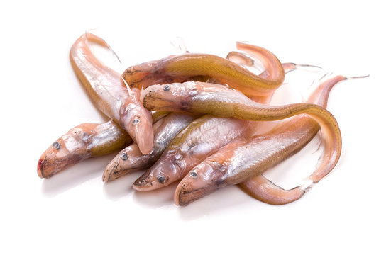 Sheatfish