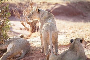 African lioness (Panthera leo)