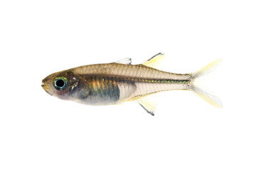 セレベス・レインボー