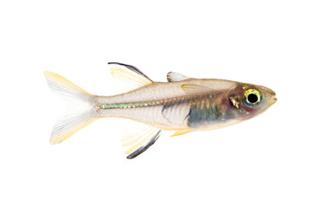 セレベス・レインボー