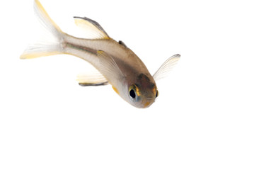 セレベス・レインボー