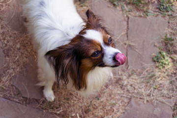 Beautiful little lovely puppy in the nature. Close up. Dog licks himself