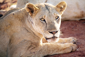 Plakat African lioness (Panthera leo)