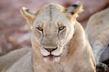 Obraz premium African lioness (Panthera leo)