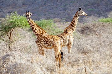 Giraffe (Giraffa camelopardalis)