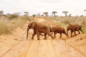 African elephants (Loxodonta africana)