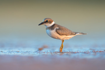 Little Ringed Plover (Charadrius dubius)