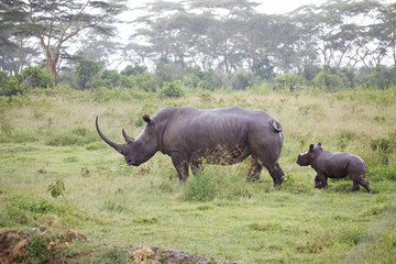 Obraz premium White rhinoceros (Ceratotherium simum)