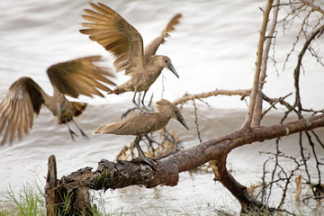 Hammerkops (Scopus umbretta)