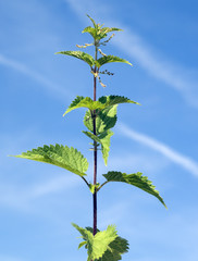 Brennnessel; Urtica, Dioica; Grosse; Heilpflanze