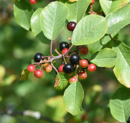 Faulbaum; Rhamnus, frangula