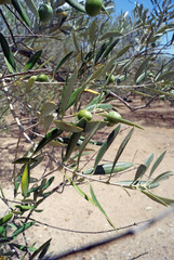 Obraz premium Olives de Catalogne en été, gros plan