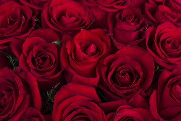 Backgroundr of Red roses flowers 