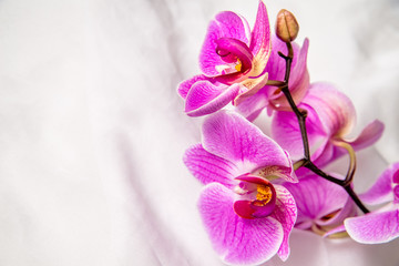 The branch of purple orchids on white fabric background 