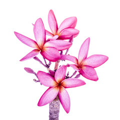 plumeria flower pink and white frangipani tropical flower, plumeria flower blooming , spa flower