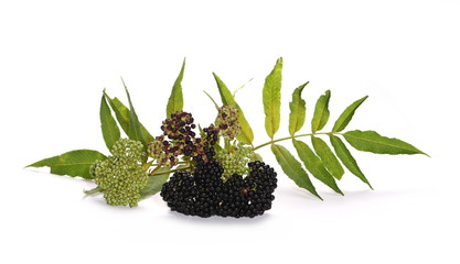 Danewort , Dwarf Elder, Walewort (Sambucus ebulus), European,  ripe fruit isolated on white background 